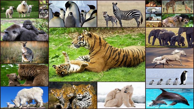 Baby Animal Jigsaw Puzzles スクリーンショット 0