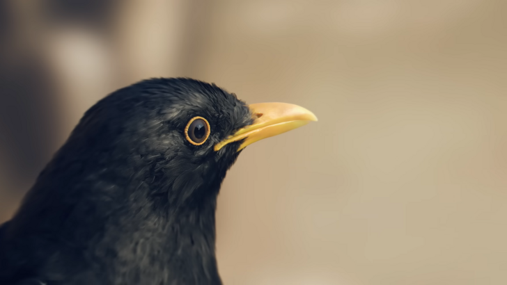 Virtua Fighter-DLC und Vorab-Boni offiziell angekündigt.