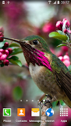 Hummingbirds Live Wallpaper 螢幕截圖 3