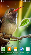 Hummingbirds Live Wallpaper 螢幕截圖 0