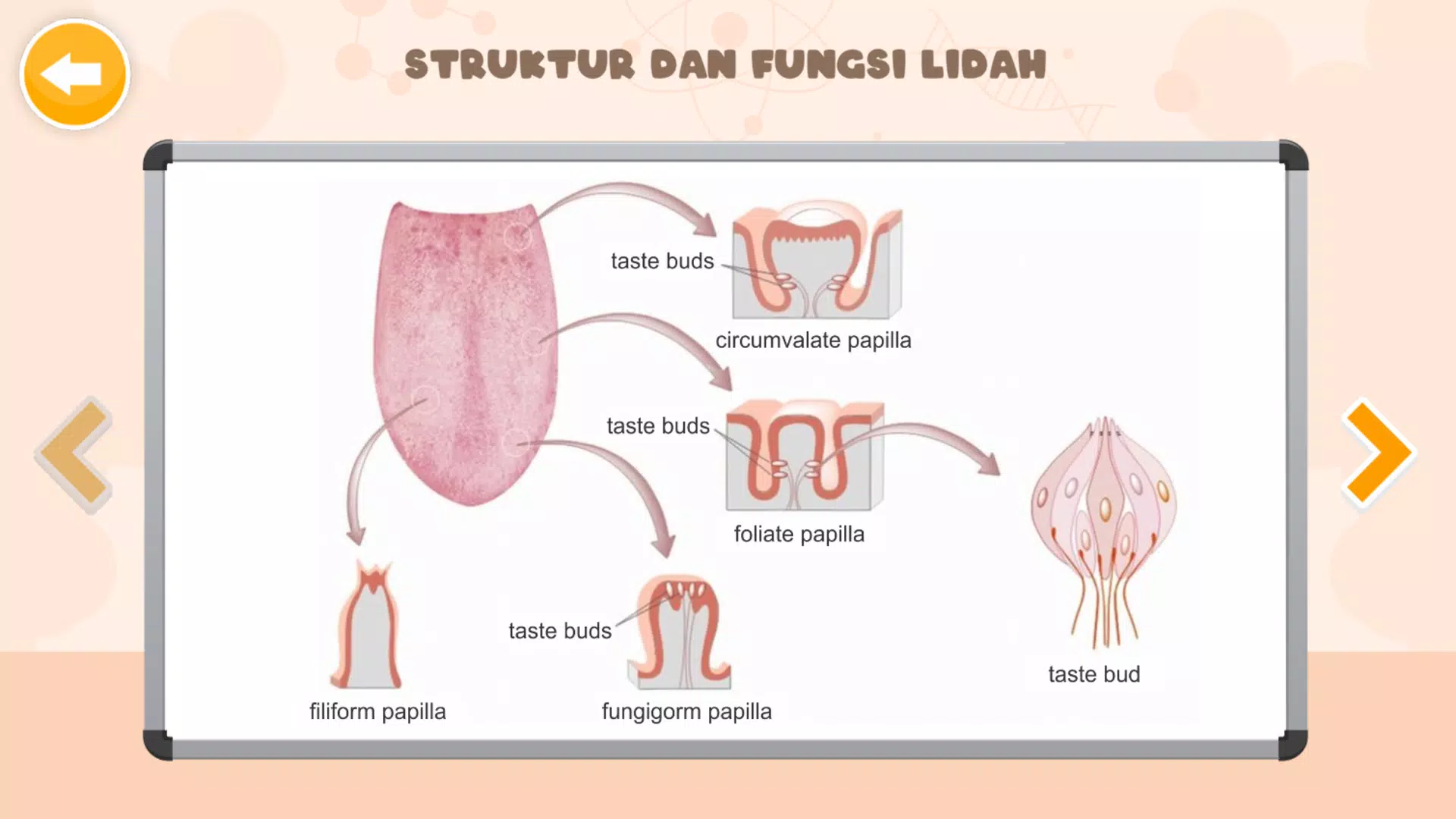 Sistem Indra Manusia Schermafbeelding 3