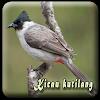 Suara Burung Kutilang Offline