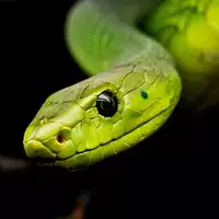 Fondo de Pantalla de Serpiente