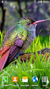 Hummingbirds Live Wallpaper Captura de tela 2