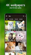 Kitten Wallpapers 4K 螢幕截圖 1